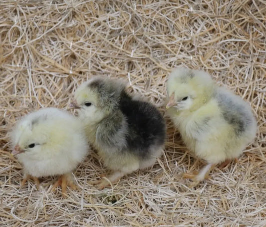 5 Left!! Light Brahma Pullet Chicks