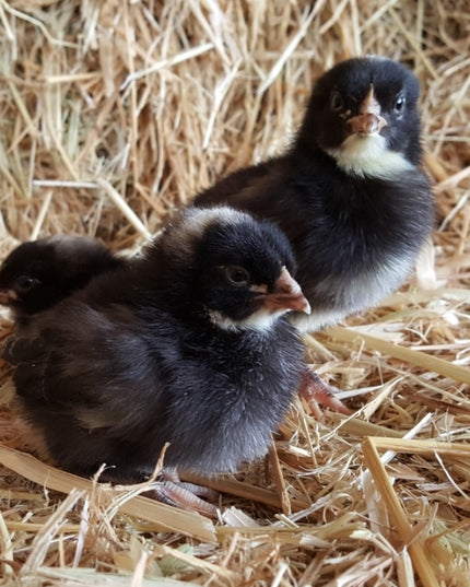 Barred Plymouth Rock Layers