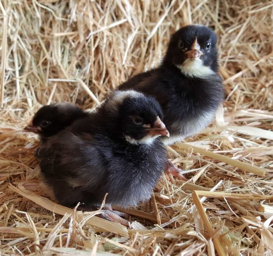 Barred Plymouth Pullets