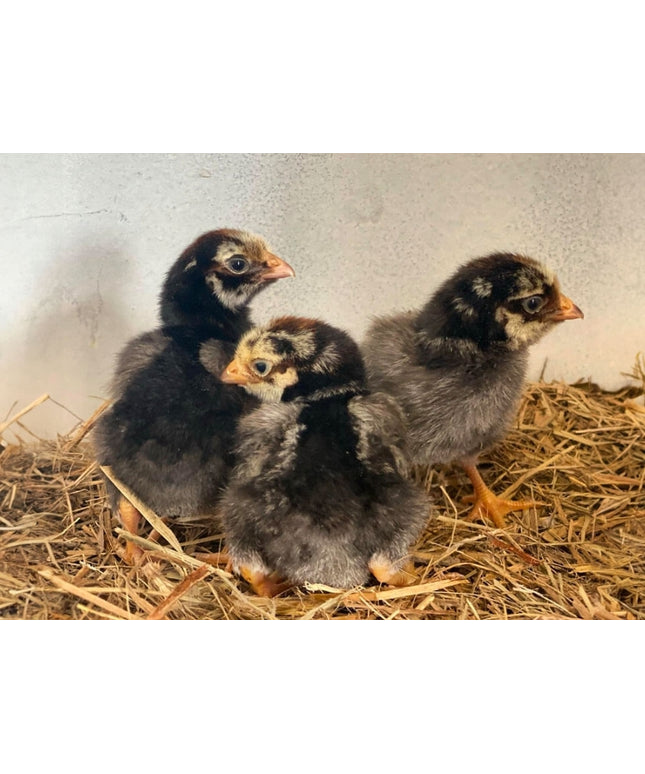 Silver Laced Wyandottes Pullet Chicks (Hatch 2.3.2026)