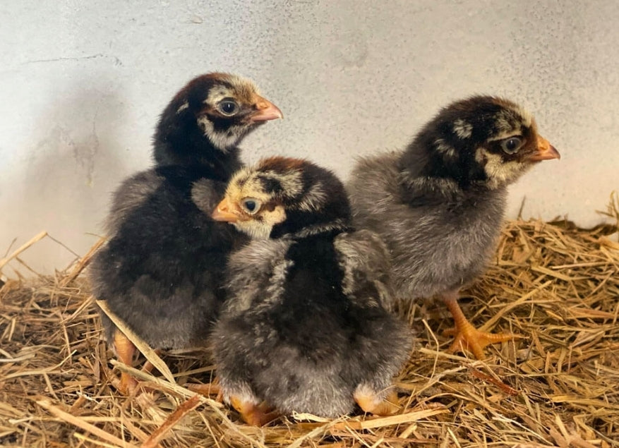 Silver Laced Wyandotte - 18 Weeks Old