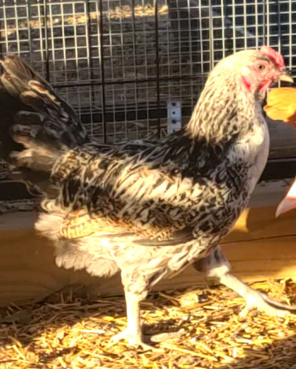 Easter Egger Pullets
