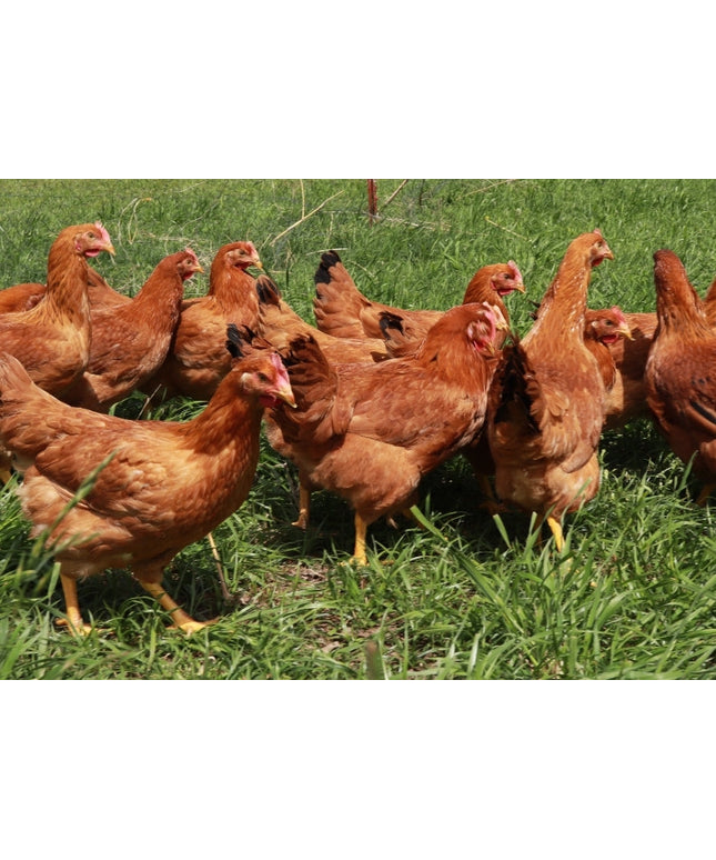 Texas Red Roosters - 5 Months Old