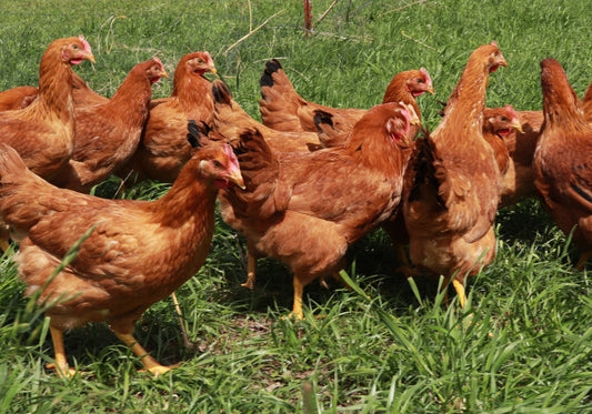 Production Red Roosters - 5 Months Old