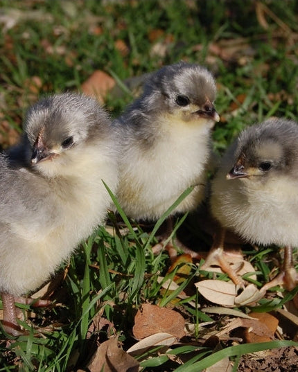 Lavender Orpingtons Started Pullets