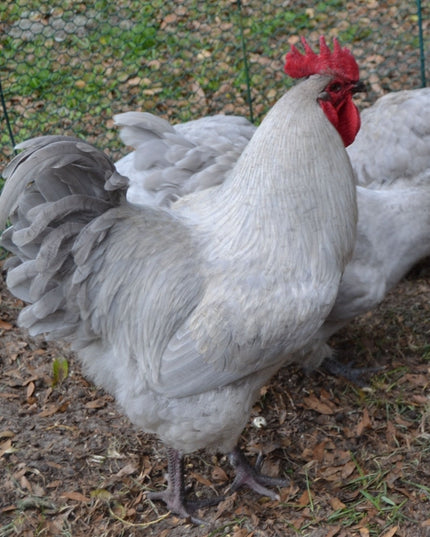 Lavender Orpingtons Started Pullets