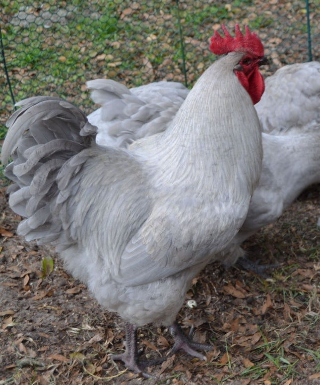 Lavender Orpingtons Started Pullets