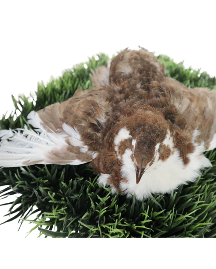 Fertile Quail Eggs – Choose Your Variety - (Online Only)