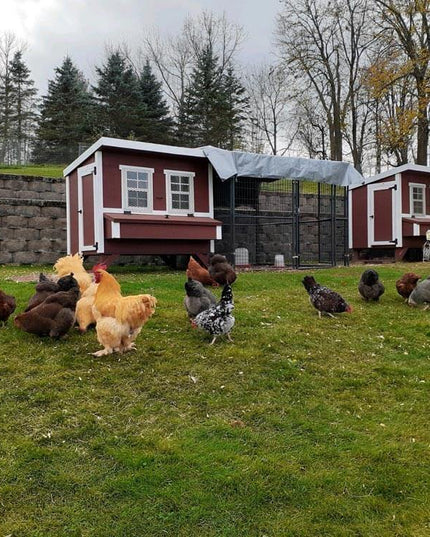 Large Chicken Coop – Houses Up to 15 Chickens