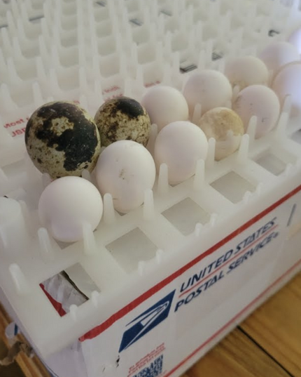 Georgia Giant Quail Hatching Eggs