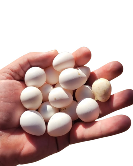 Georgia Giant Quail Hatching Eggs