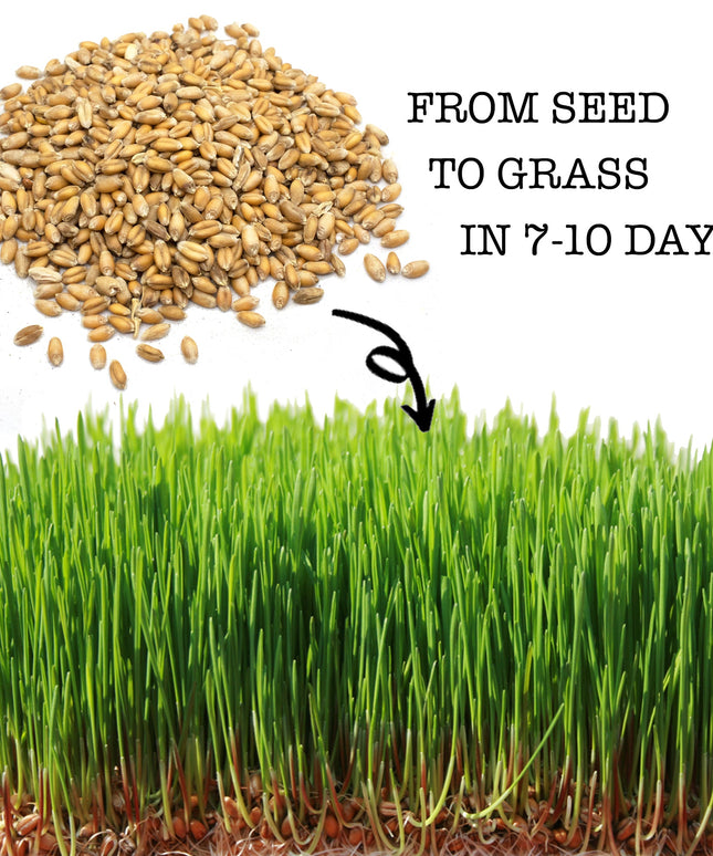 Premium Wheat Seeds for Sprouting Fodder (Wheat Grass) -- Grown In Missouri To Encourage Positive Behaviors