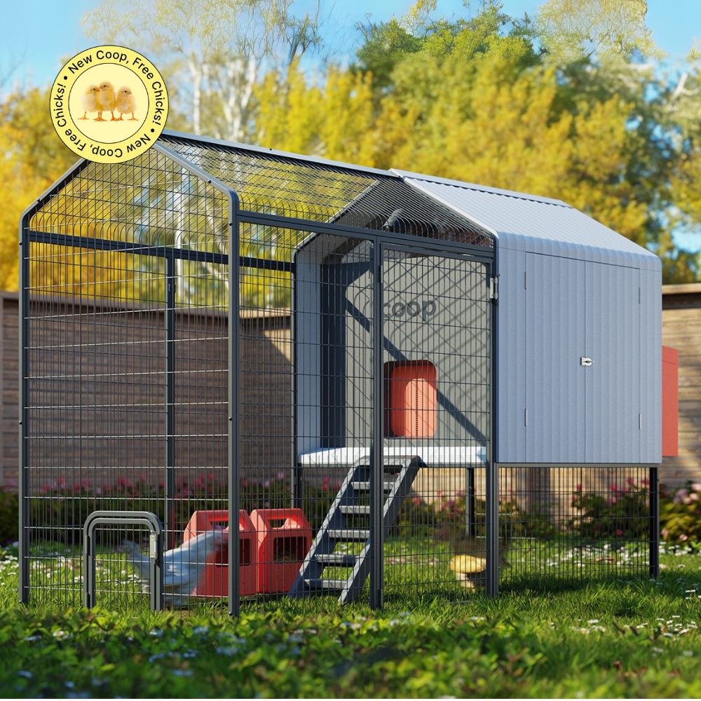 Wise County Chicken Farm photo 24