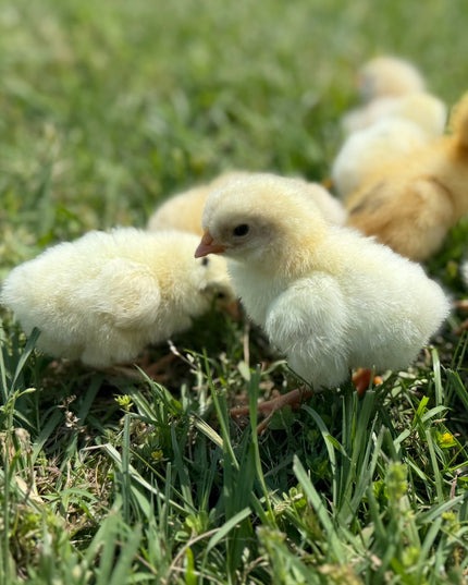 Fertile Chicken Hatching Eggs NPIP Certified
