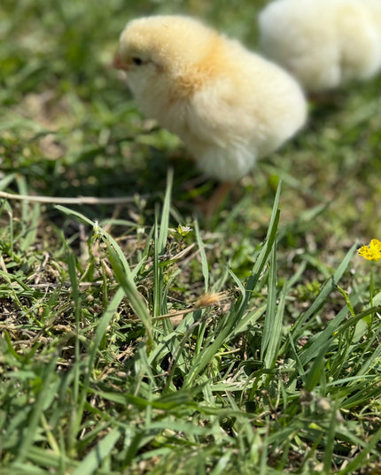 Fertile Chicken Hatching Eggs NPIP Certified