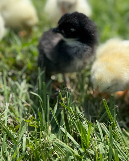 Fertile Chicken Hatching Eggs NPIP Certified