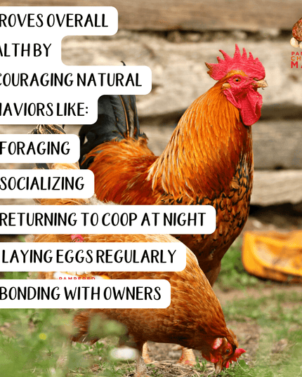 BEE A Beautiful Hen Herbal Treat With Mealworms, Wheat, & Rose Petals For Chickens