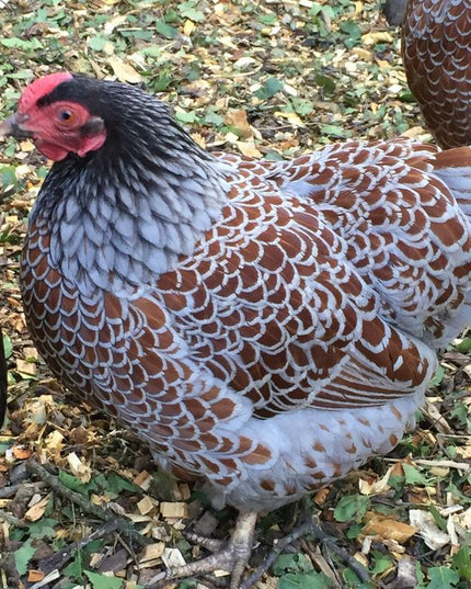 Blue Laced Red Wyandotte Pullet Chicks