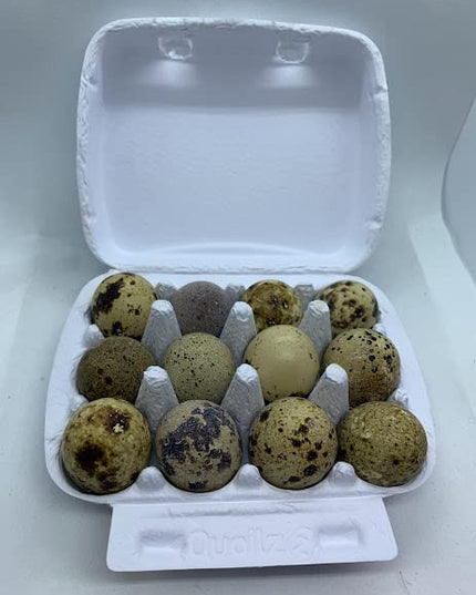Coturnix Quail Fertile Hatching Eggs, 12 Count, Carefully Sourced and Selected for Quality, Ideal for Incubation and Sustainable Egg Hatching from Family Farms and Hatcheries picked daily fresh