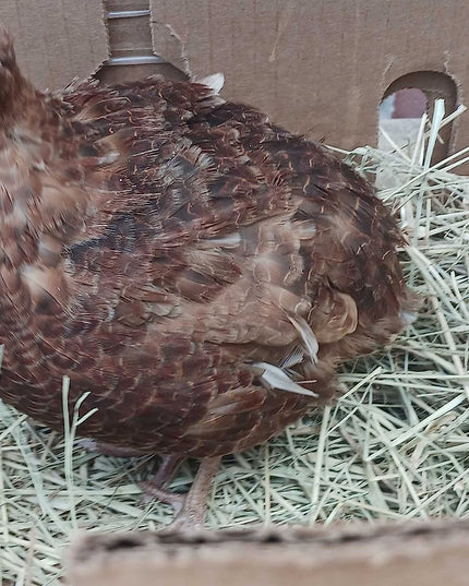 Red Range Coturnix Quail Hatching Eggs