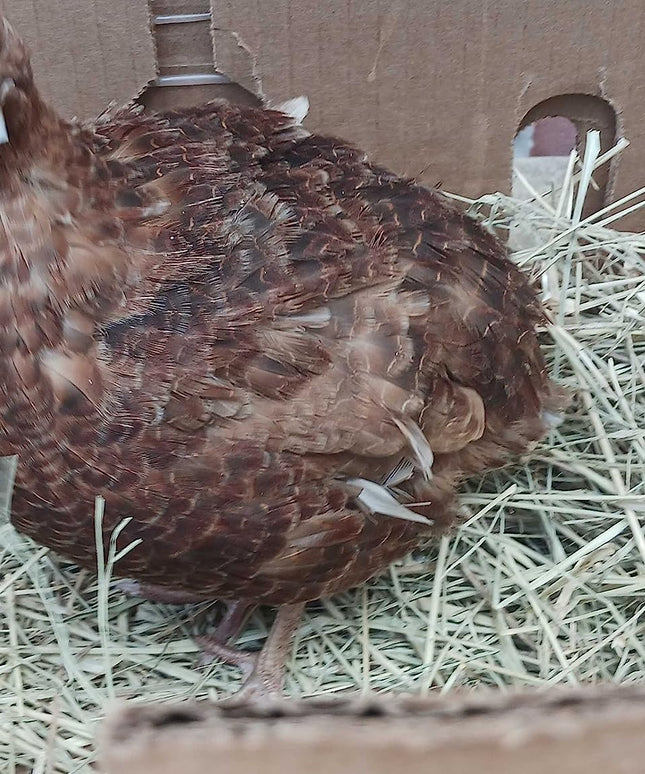 Red Range Coturnix Quail Hatching Eggs