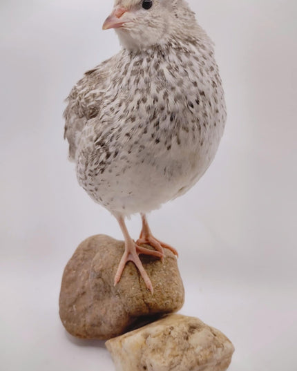 A fun mix of everything hatching eggs