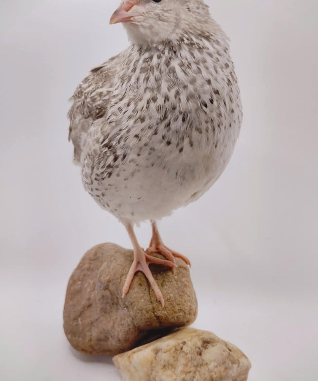 The Fee  Collection Hatching Eggs