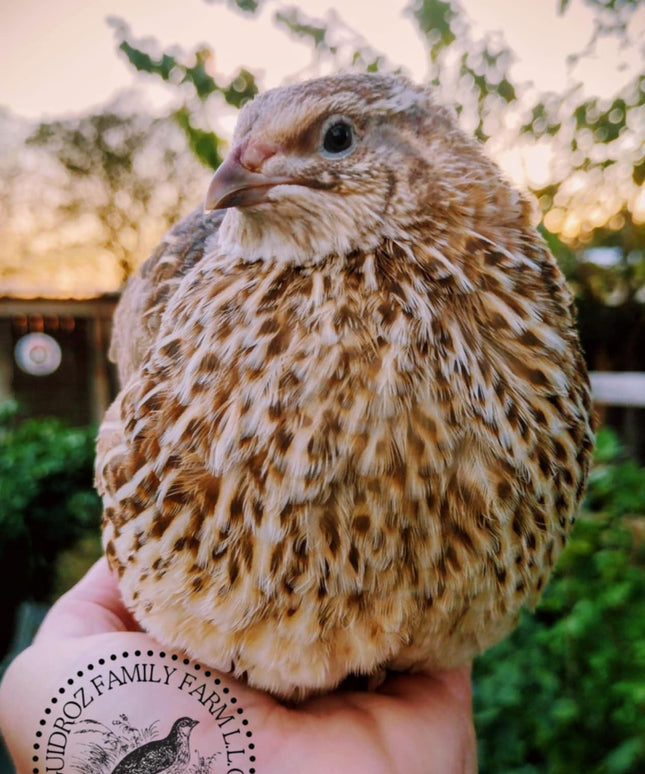 Celadon Color Variety hatching eggs