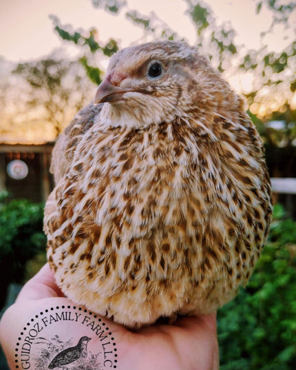 Hens Choice Special hatching eggs