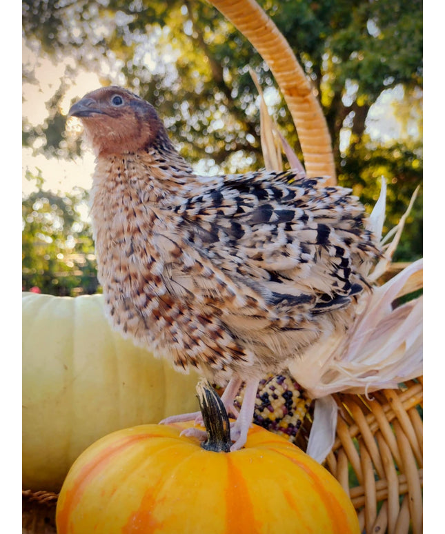 Jumbo Mix- Whites, Wild, Pearl, Pansy and Egyptian Hatching Eggs