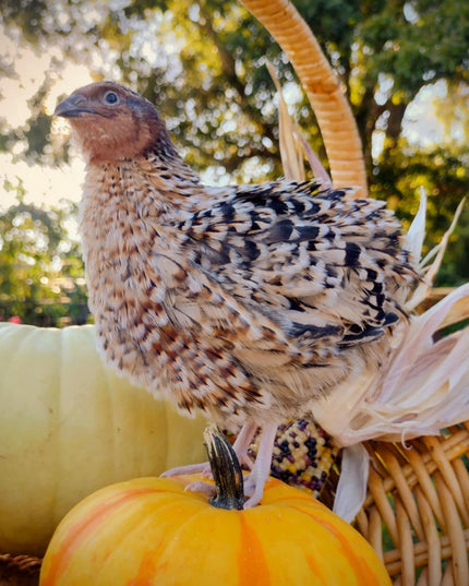American Pansy hatching eggs