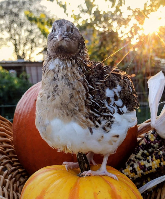 Jumbo Mix- Whites, Wild, Pearl, Pansy and Egyptian Hatching Eggs