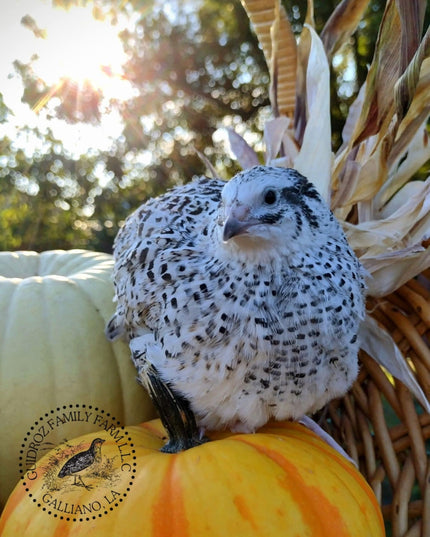 Hens Choice Special hatching eggs