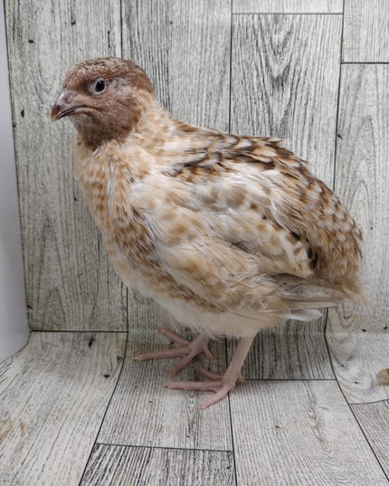 Hens Choice Special hatching eggs