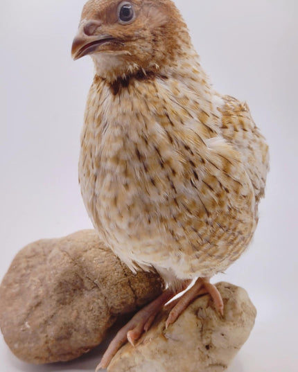 Jumbo Mix- Whites, Wild, Pearl, Pansy and Egyptian Hatching Eggs