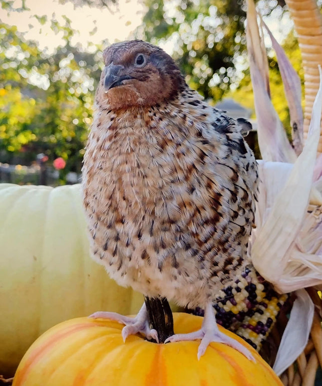 American Pansy hatching eggs