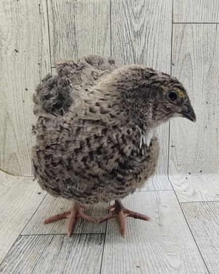 The Fee  Collection Hatching Eggs