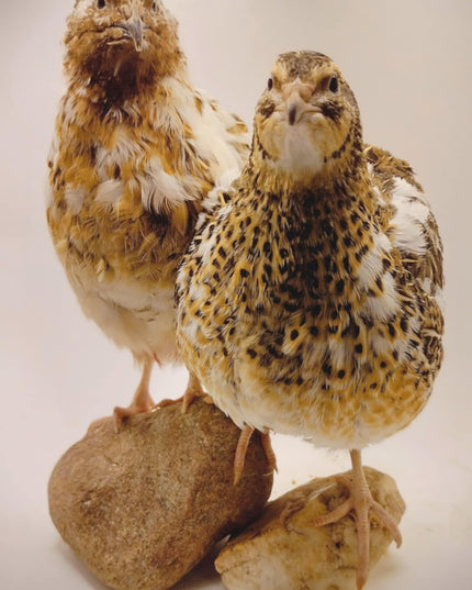 Jumbo Mix- Whites, Wild, Pearl, Pansy and Egyptian Hatching Eggs