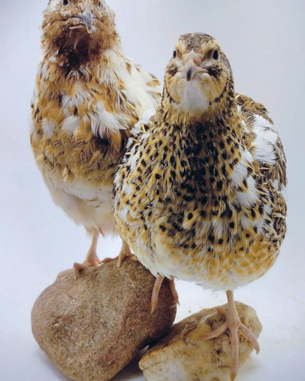 Jumbo Progressive Pied- Feather Sexable hatching eggs