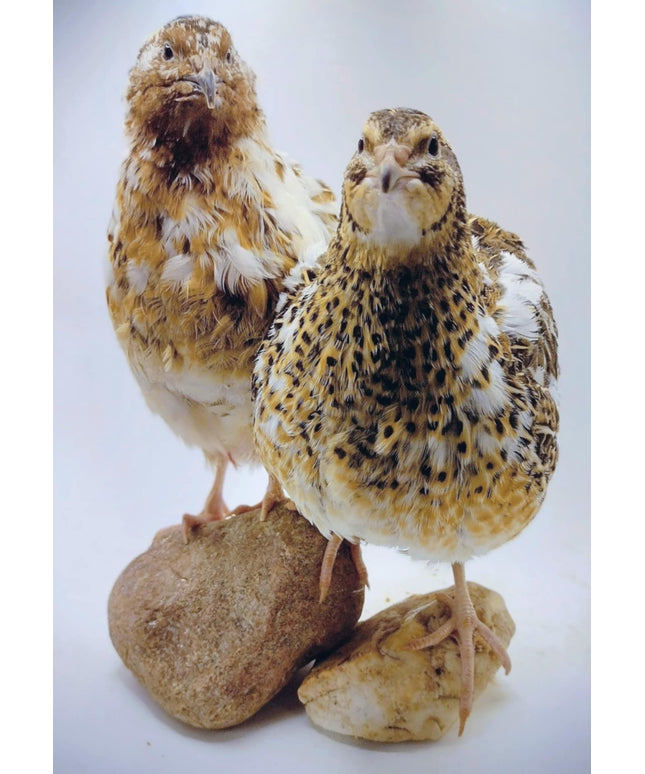 Jumbo Progressive Pied- Feather Sexable hatching eggs