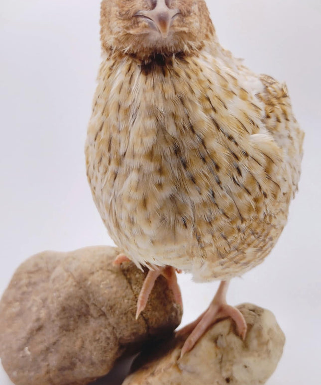 Roux Pansy hatching eggs