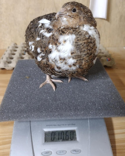A fun mix of everything hatching eggs