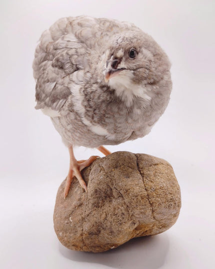 A fun mix of everything hatching eggs