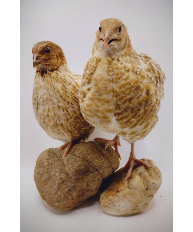 Roux Pansy hatching eggs