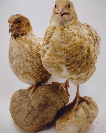 Pansy Collection Hatching Eggs