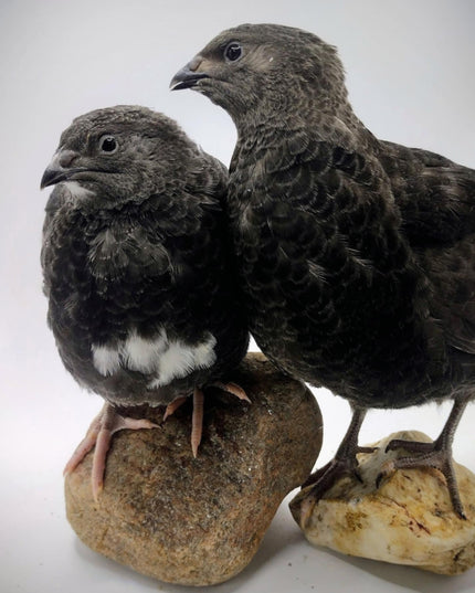 A fun mix of everything hatching eggs