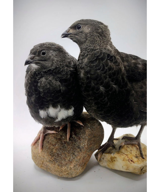 Black and Banded Black Coturnix Hatching Eggs