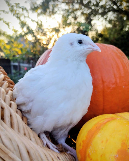 A fun mix of everything hatching eggs