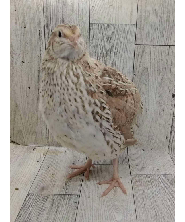 Egyptian Fee hatching eggs