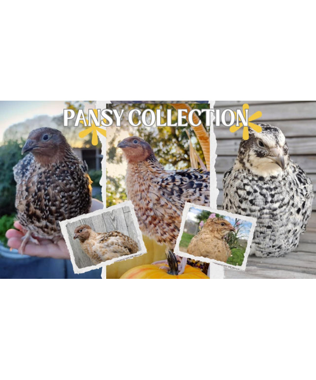 Pansy Collection Hatching Eggs
